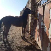 مادیون|اسب و تجهیزات اسب‌سواری|دشتابی, |دیوار