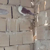 کبوتر|پرنده|بردسکن, |دیوار