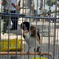 سهره