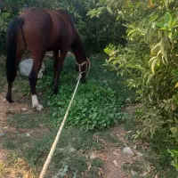 اسبنریونمعاوضهباگوسفند|اسب و تجهیزات اسبسواری|دوگنبدان, |دیوار