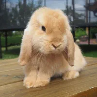 خرگوش مینی لوپ بلو با شناسنامه و واکسن|موش و خرگوش|اصفهان, شهشهان|دیوار