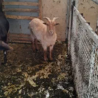 بز پاکستانی و زاییده