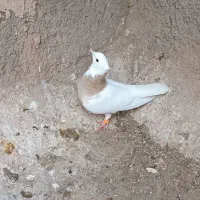 گرفتنی|پرنده|فیروزه, |دیوار