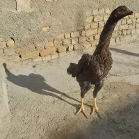 مرغ اوشامو|حیوانات مزرعه|قرچک, فردیس|دیوار