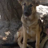 دزدیده شده