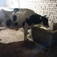 گاو|حیوانات مزرعه|زنده رود, |دیوار