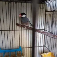 فنچ نرگسی بلبلی