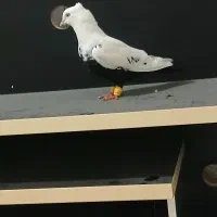 ماده دمبی|پرنده|شوشتر, |دیوار