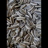 تخمه مجلسی به قیمت عمده