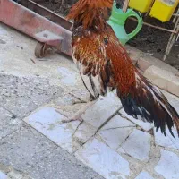 خروس جوانه|حیوانات مزرعه|سراوان, |دیوار