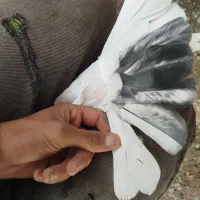 یه نر تو دوم سیاه