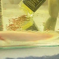 ماهی پولی البینو و فلاور هورن دوبندی فوری فوری