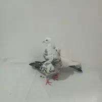 کبوتر پرشی جفت