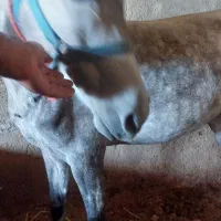 اسب مادین خوش رنگ خوش رخ