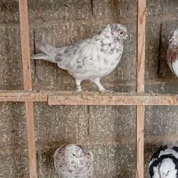 کبوتر|پرنده|گلستان (کرمان), |دیوار