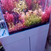 اکواریوم ریملس|ماهی|ری, ظهیرآباد|دیوار