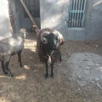 قوچ نژادکلکو5 ساله|حیوانات مزرعه|قم, پردیسان|دیوار