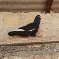 کبوتر سوری و سینه زرد