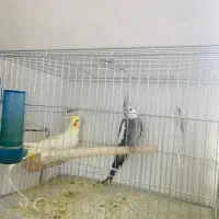 عروس هلندی مولد