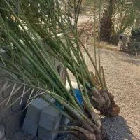 پاجوش نخل|خدمات باغبانی و درختکاری|وحدتیه, |دیوار