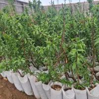 نهالستان برتر