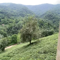 ویلا-وسط-باغ-چای-رو-ارتفاع