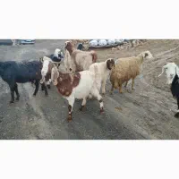 بز  میش وبره