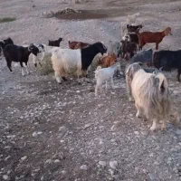 بز و بزغاله جوان و درجه یک