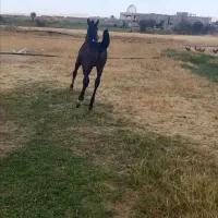 اسب کرد|اسب و تجهیزات اسبسواری|زنجان, |دیوار