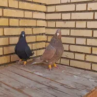 کبوتر دم سفید|پرنده|مبارکه, |دیوار