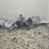 کفتر کبوتر سار