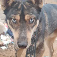 سگ هاسکی خانگی|سگ|حمیدیه, |دیوار