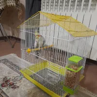 عروس هلندی نر|پرنده|شاهدشهر, |دیوار