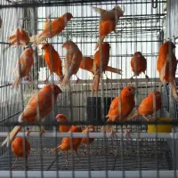 ماده قناری رنگی وسوخته اماده. و انواع جوجه