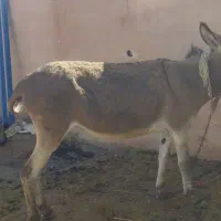 الاغ دوسال گله ایی زرنگ و آروم