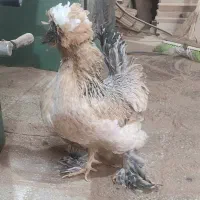 حراج گلین و سلطان