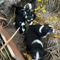 واگذاری رایگان توله سگ ۲ ماهه|سگ|پردیس, شهرک صنعتی کمرد|دیوار