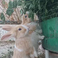 بچه خر گوش زیبا و بازی گوش