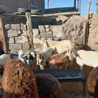 فروش بره بزغاله وقوچ