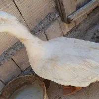 اردک