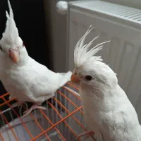 عروس هلندی البینو نر و ماده زیر قیمت