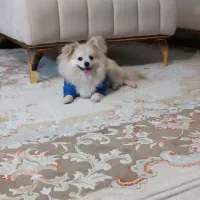 سگ پامر یه ساله نر و عقیم نشده