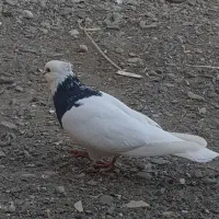 یک جوفت طوقی نروماده جوجشم تو فیلم هست|پرنده|ارومیه, |دیوار