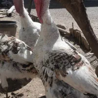 بوقلمون نر