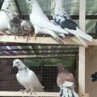 کبوتر یا کفتر فروشی