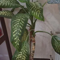 گل دیفن باخیا|گل و گیاه طبیعی|شیراز, دشت چنار|دیوار