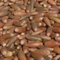 فروش بلوط درجه یک تحویل دام داری