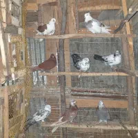 کبوتر پرشی وجفت گاهی|پرنده|احمدسرگوراب, |دیوار