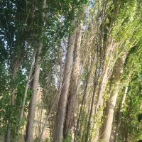 خریدار انواع چوب بید صنوبر باغی و تیرسقفی نقدی