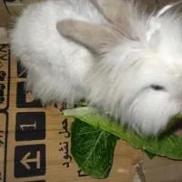 خرگوش لپ|موش و خرگوش|نیشابور, شهرک زرگران|دیوار